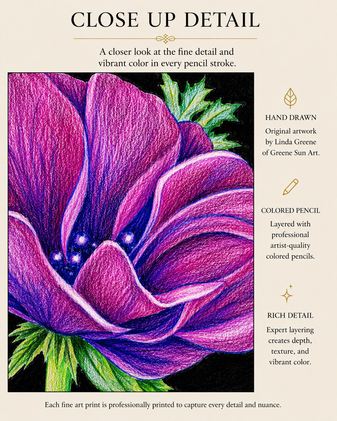 India Purple Poppy - Colored Pencil Fine Art Print