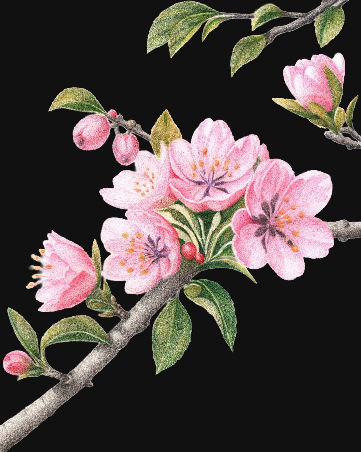 Apple Blossoms - Colored Pencil Fine Art Print