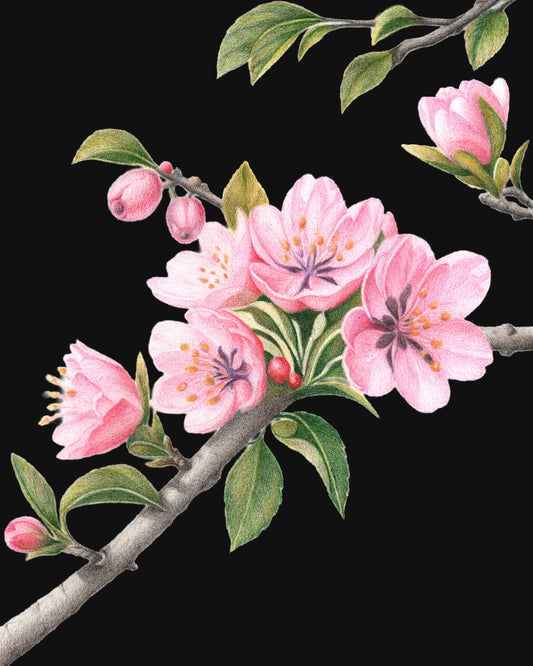 Apple Blossoms - Colored Pencil Fine Art Print