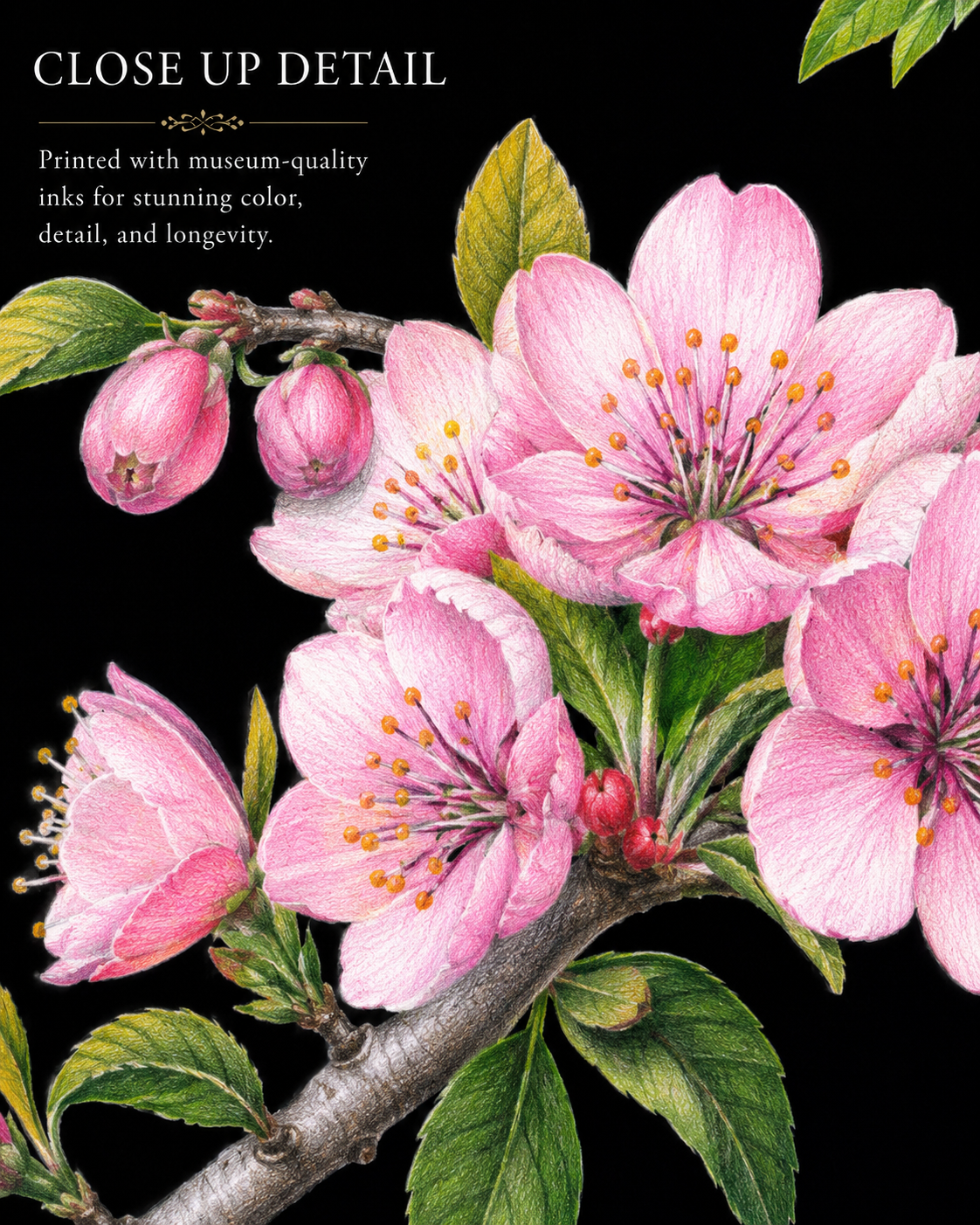 Apple Blossoms - Colored Pencil Fine Art Print