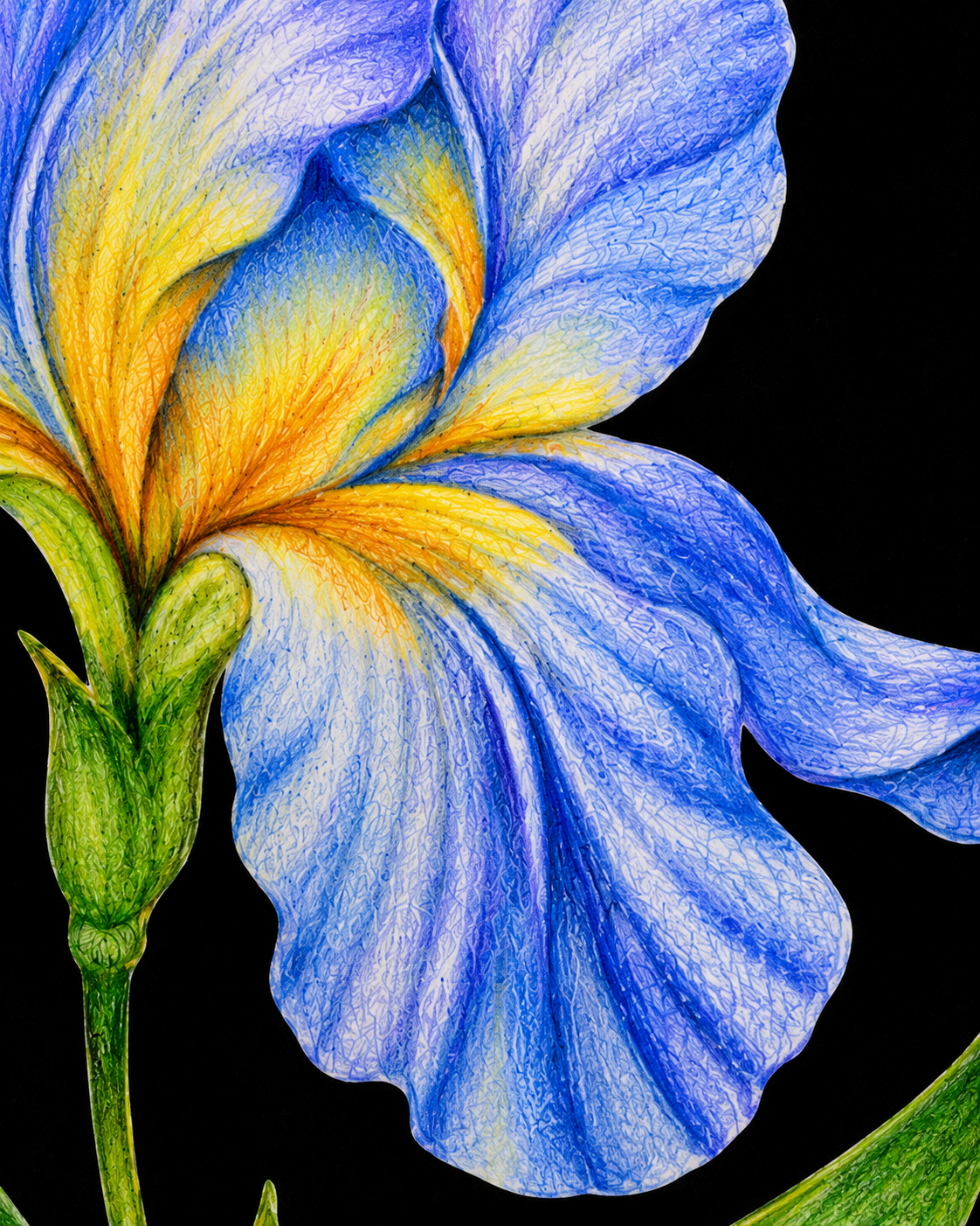 Blue Iris - Colored Pencil Fine Art Print