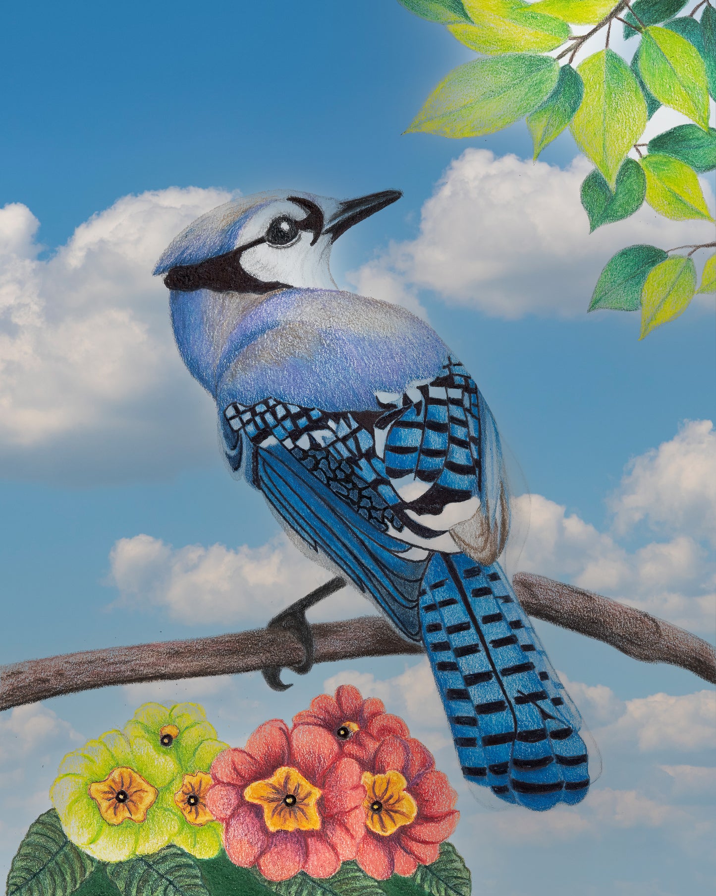Blue Jay -- Colored Pencil Fine Art Print