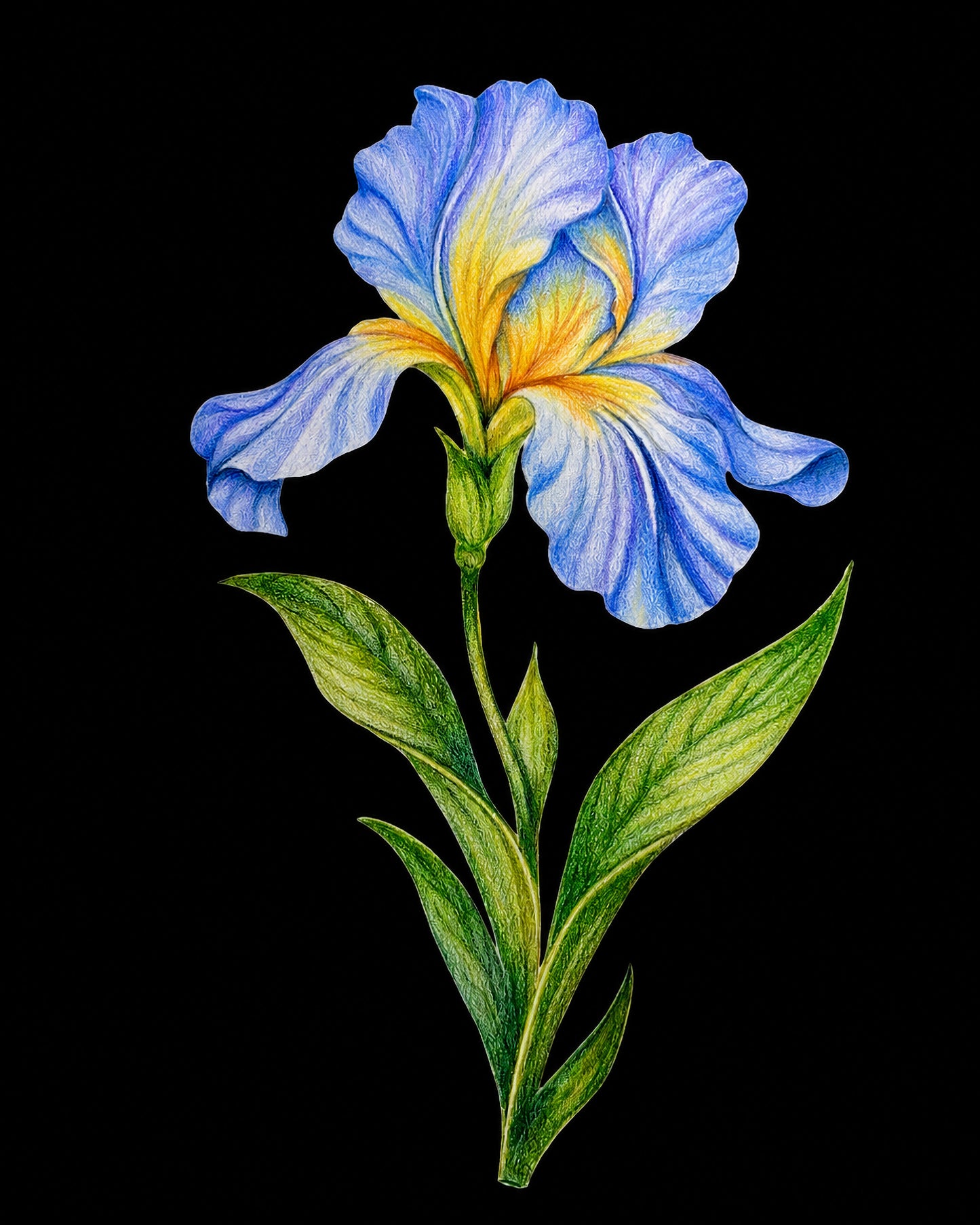 Blue Iris -- Colored Pencil Fine Art Print