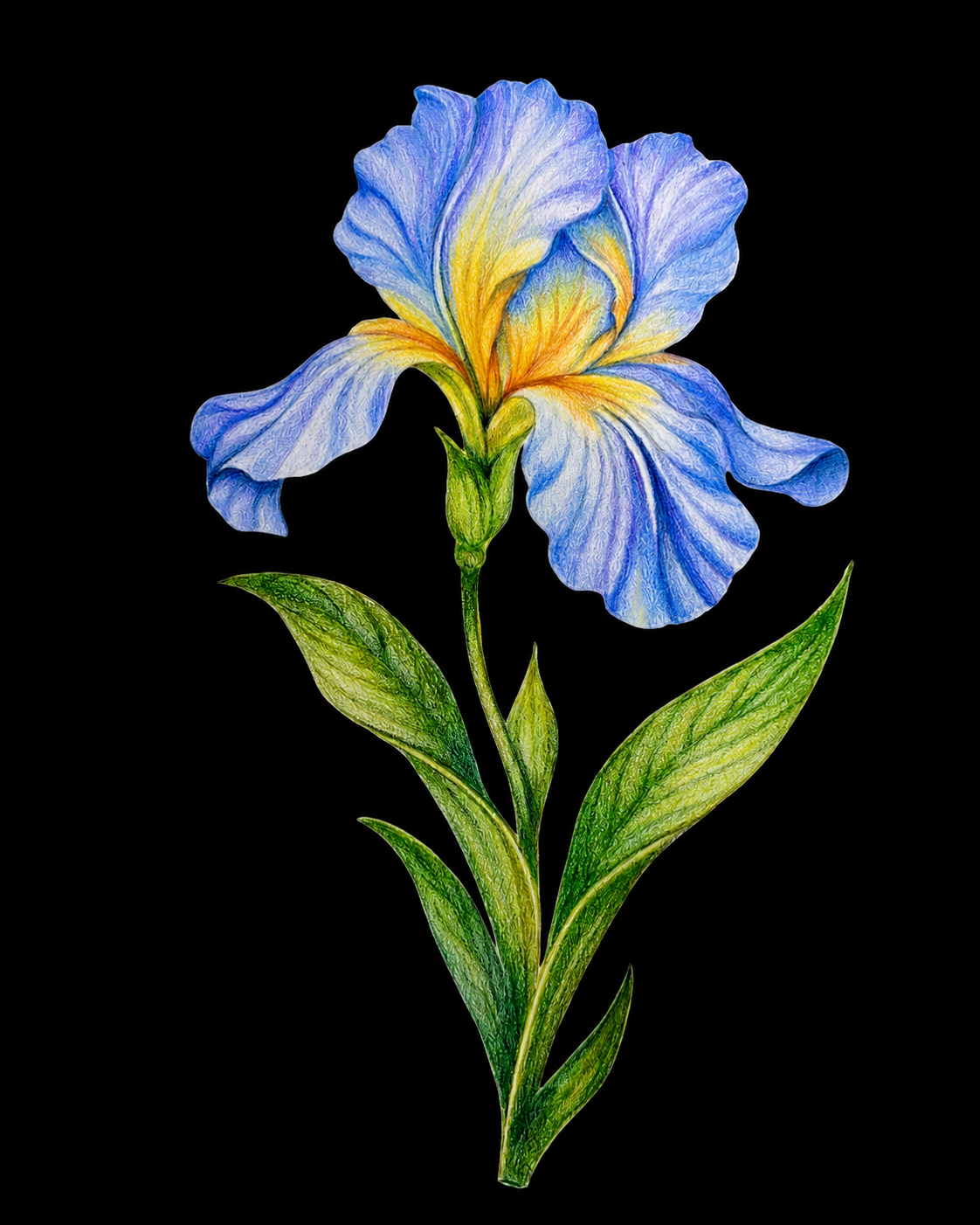 Blue Iris - Colored Pencil Fine Art Print