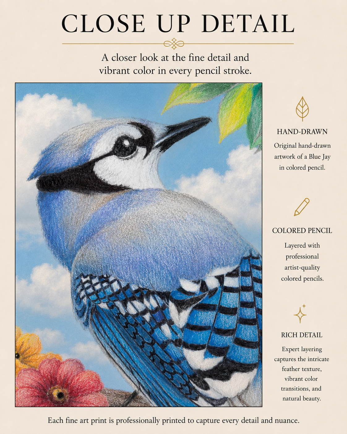 Blue Jay- Colored Pencil Fine Art Print