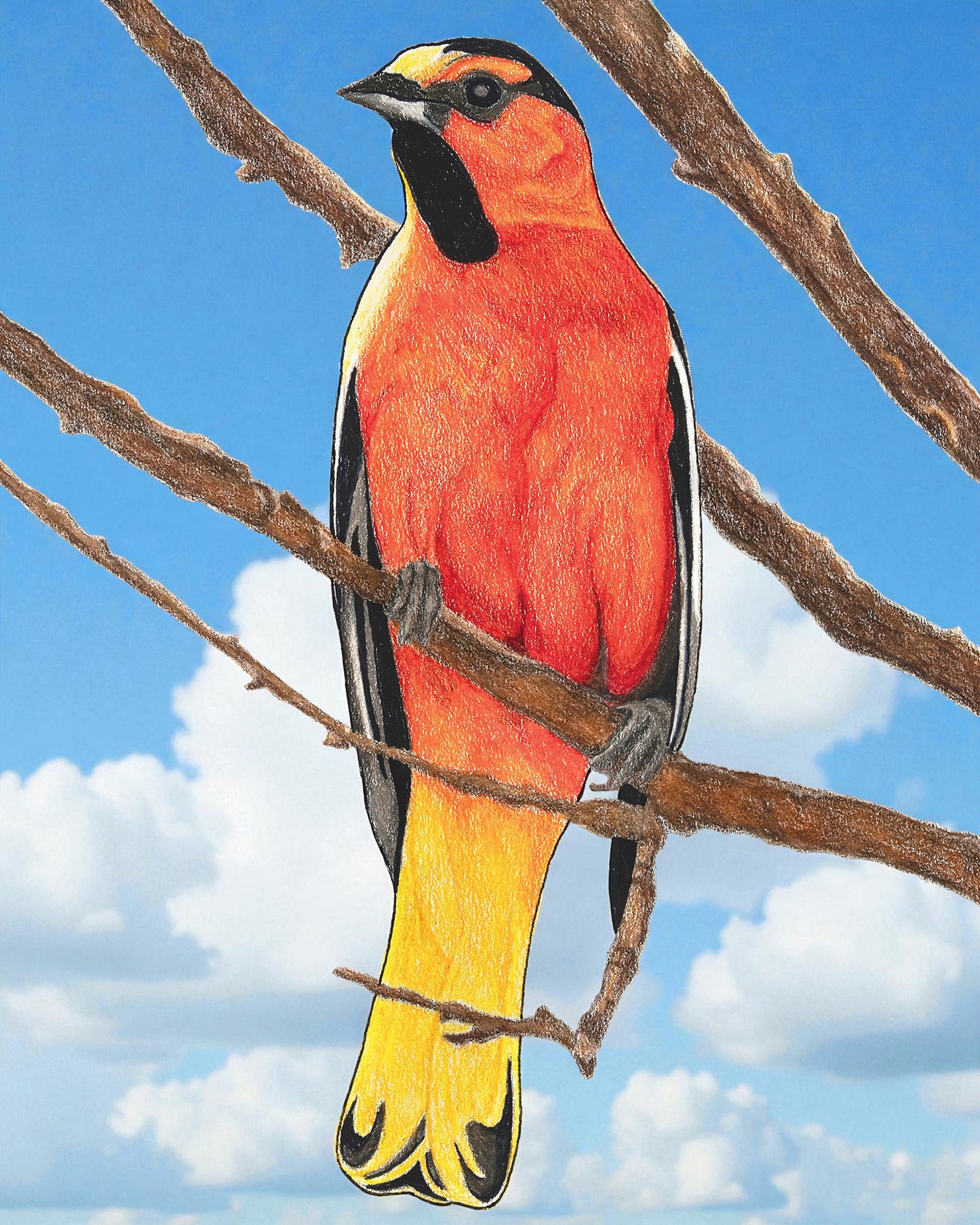 Bullock's Oriole - Colored Pencil Fine Art Print