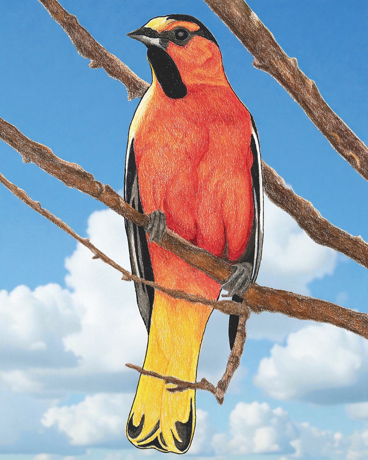 Bullock's Oriole -- Colored Pencil Fine Art Print