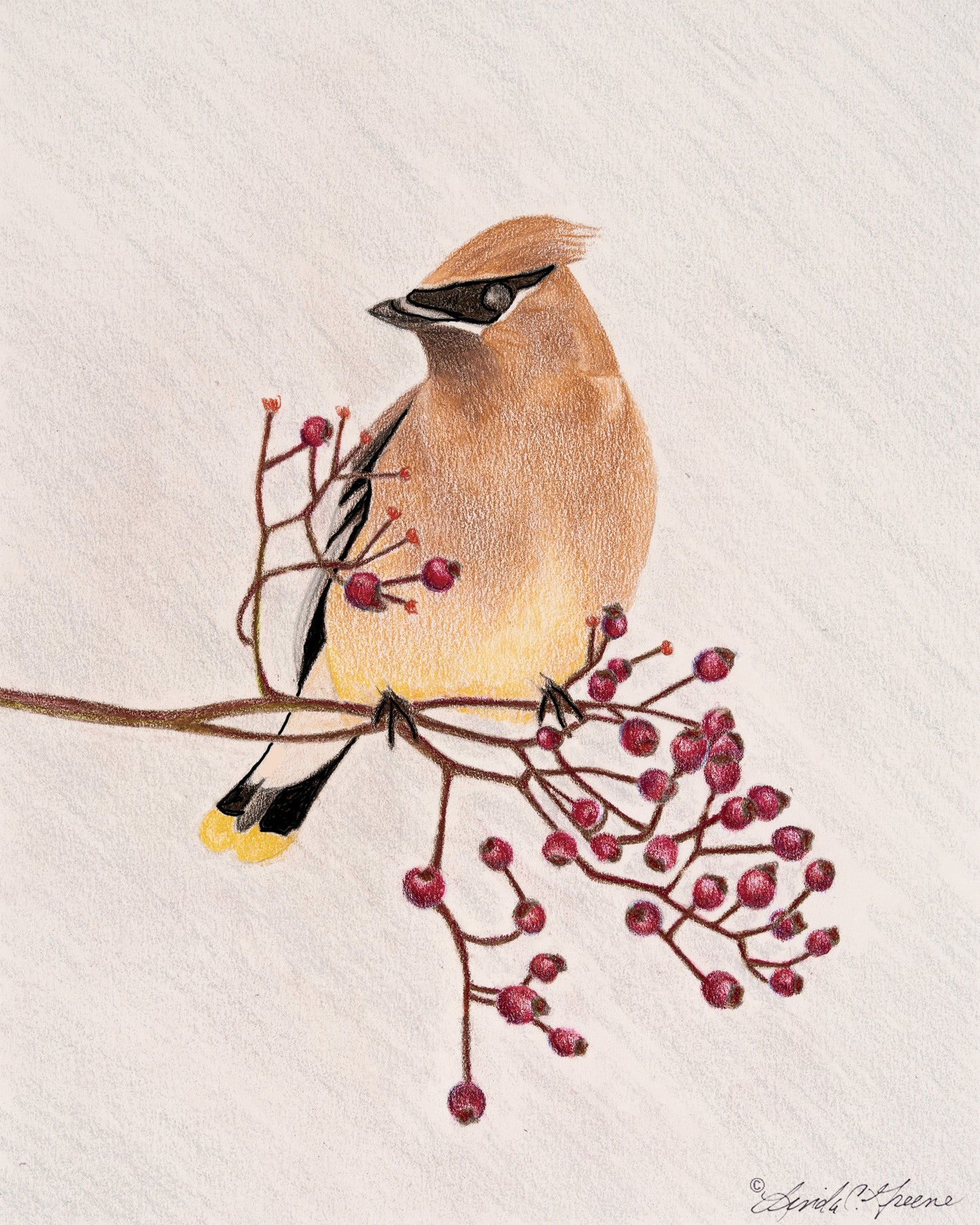 Cedar Waxwing - Colored Pencil Fine Art Print