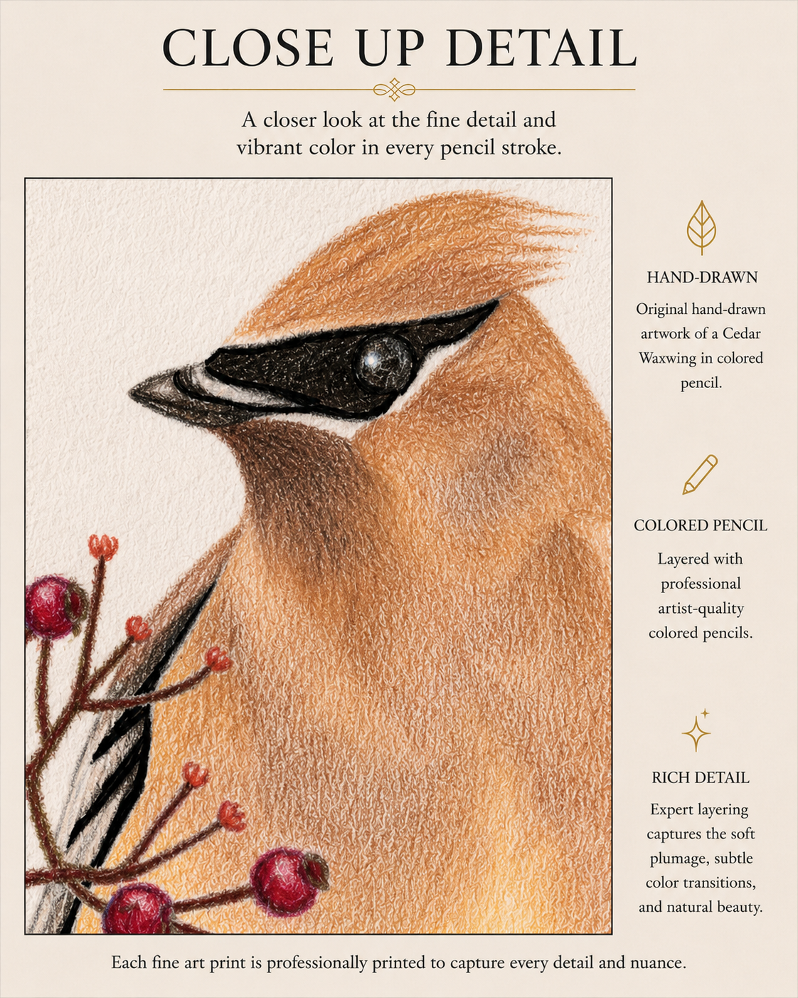 Cedar Waxwing - Colored Pencil Fine Art Print (Copy)