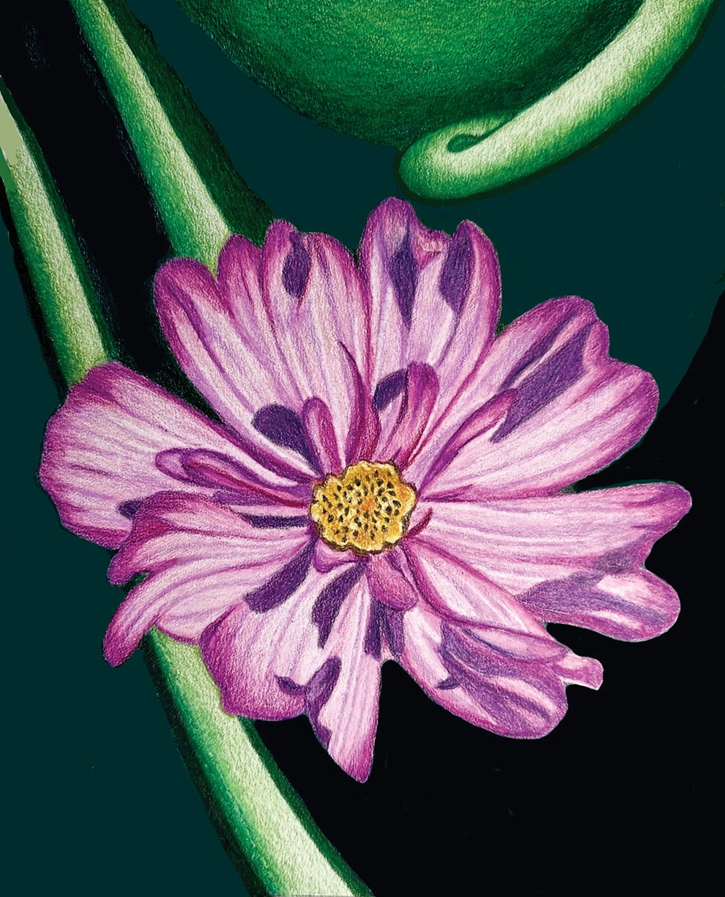 Pink Cosmos -- Colored Pencil Fine Art Print