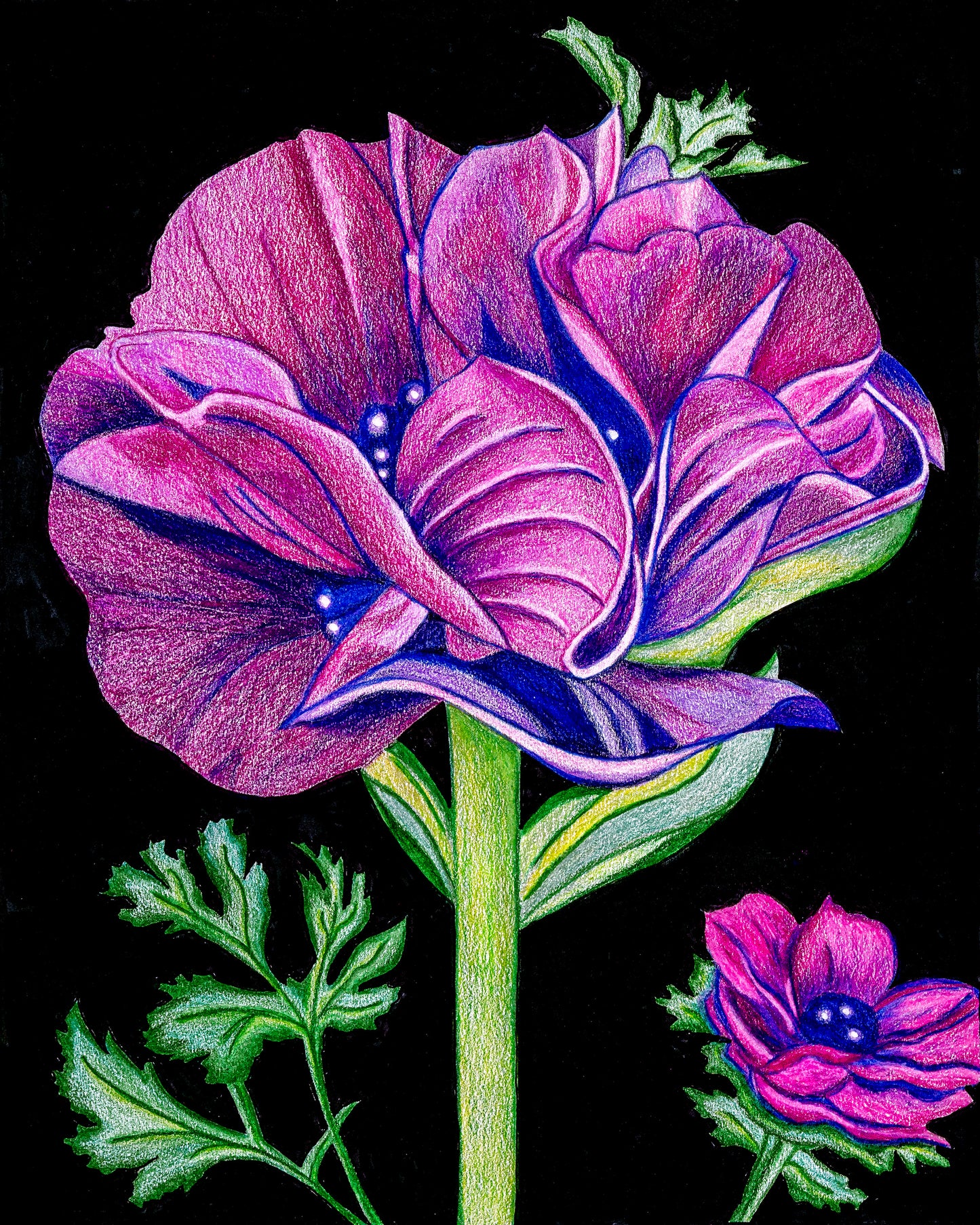 India Purple Poppy -- Colored Pencil Fine Art Print
