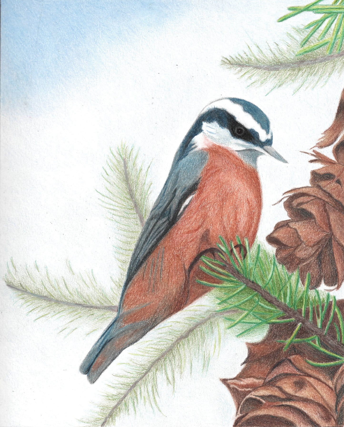 Red-breasted Nuthatch -- Colored Pencil Fine Art Print