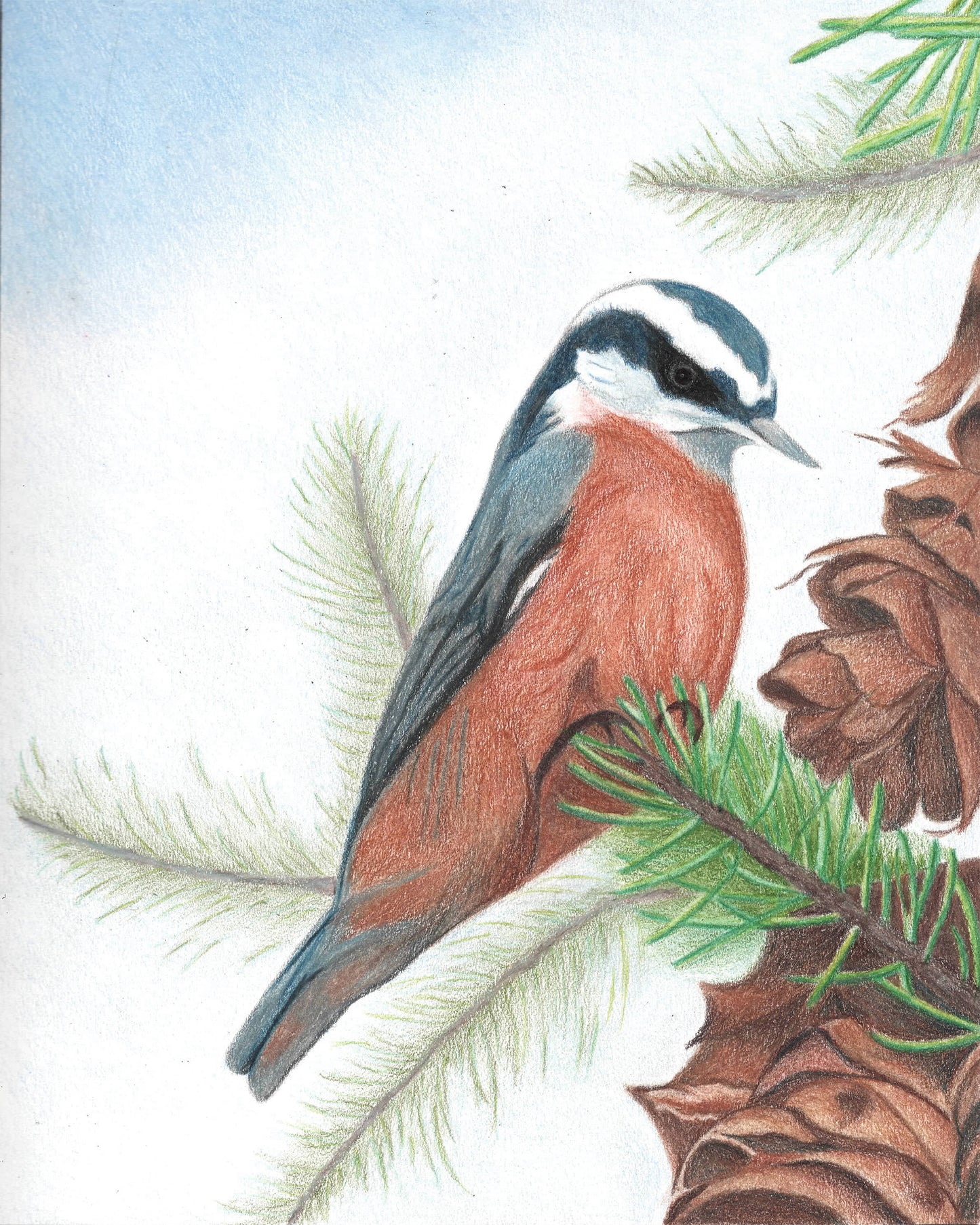 Red-breasted Nuthatch- Colored Pencil Fine Art Print