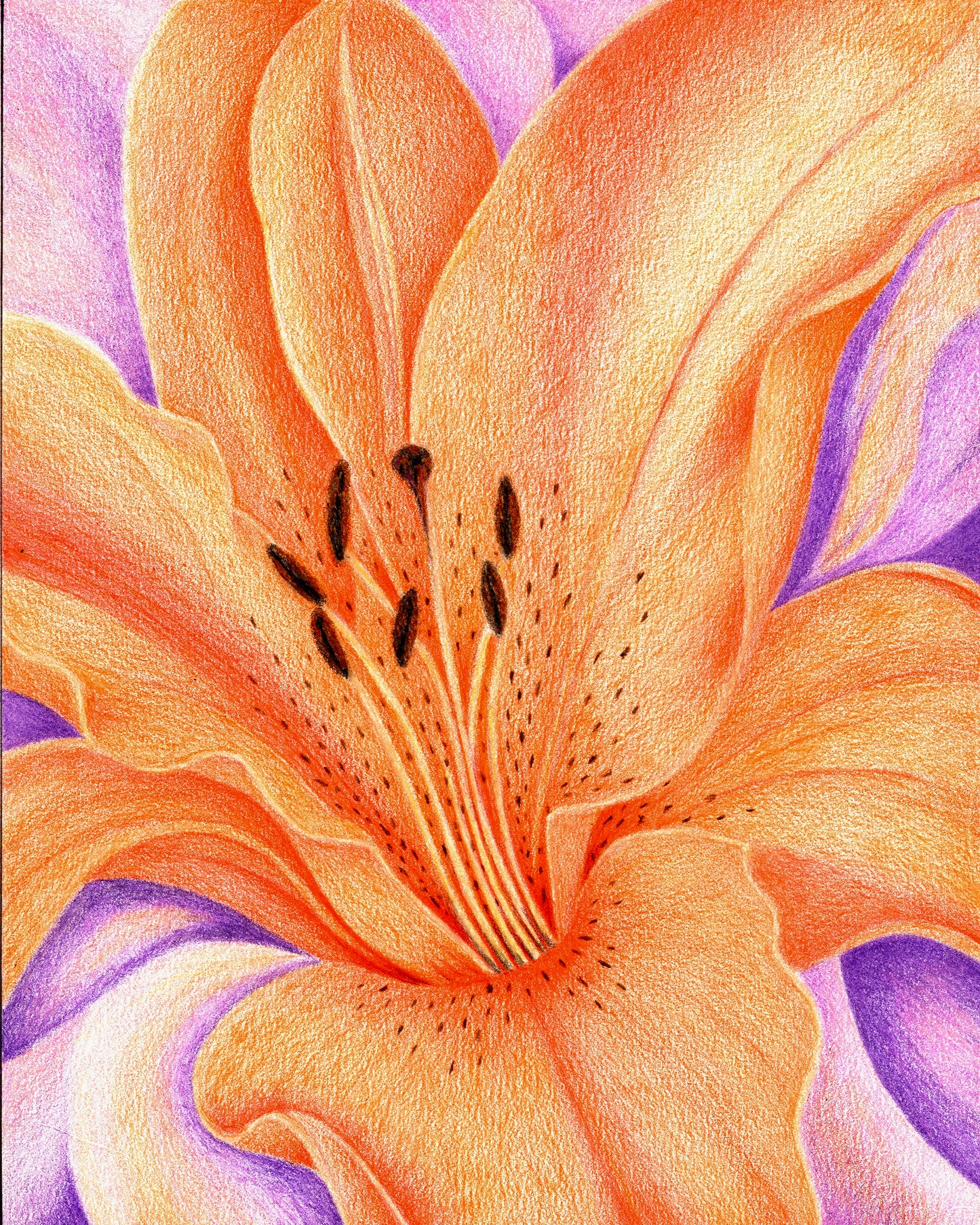 Orange Lily - Colored Pencil Fine Art Print