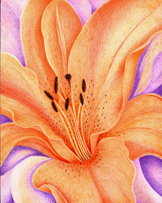 Orange Lily - Colored Pencil Fine Art Print