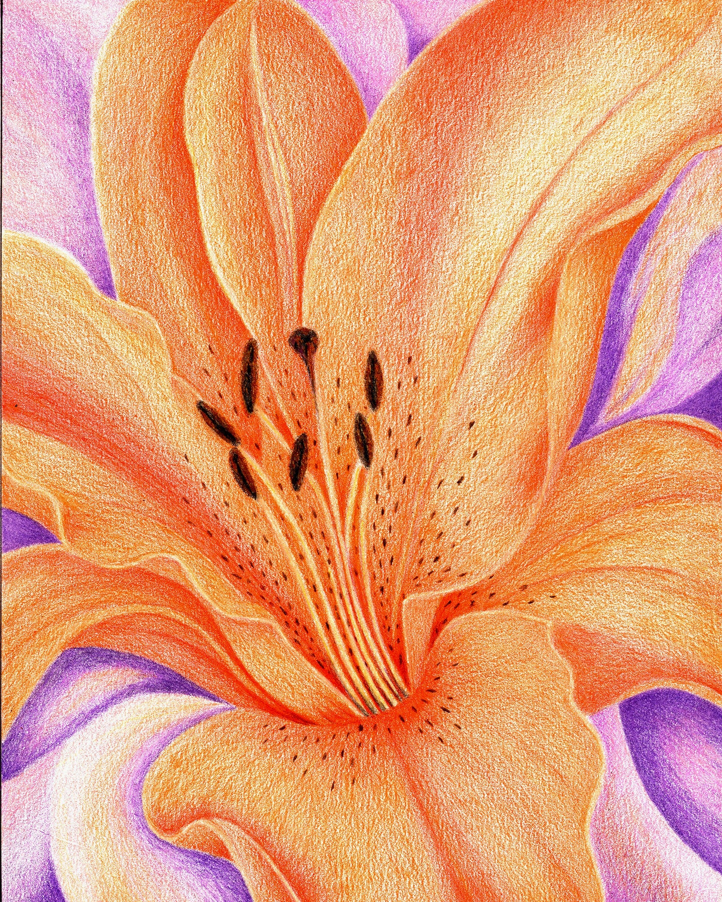 Orange Tiger Lily -- Colored Pencil Fine Art Print