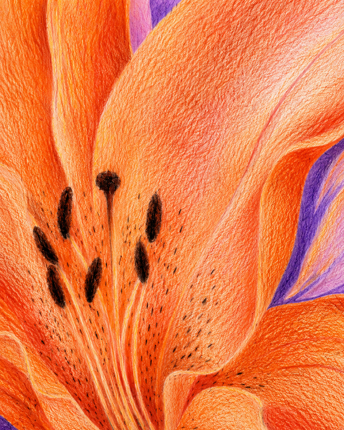 Orange Lily - Colored Pencil Fine Art Print