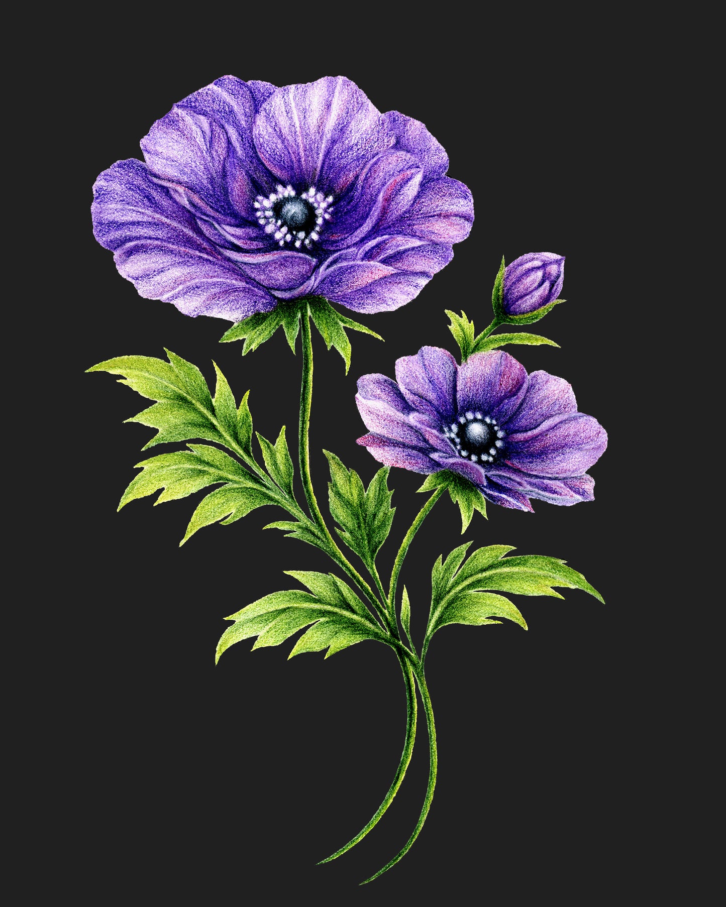 Purple Anemone - Colored Pencil Fine Art Print