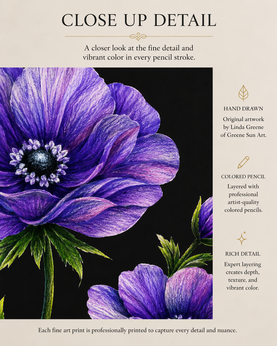 Purple Anemone - Colored Pencil Fine Art Print