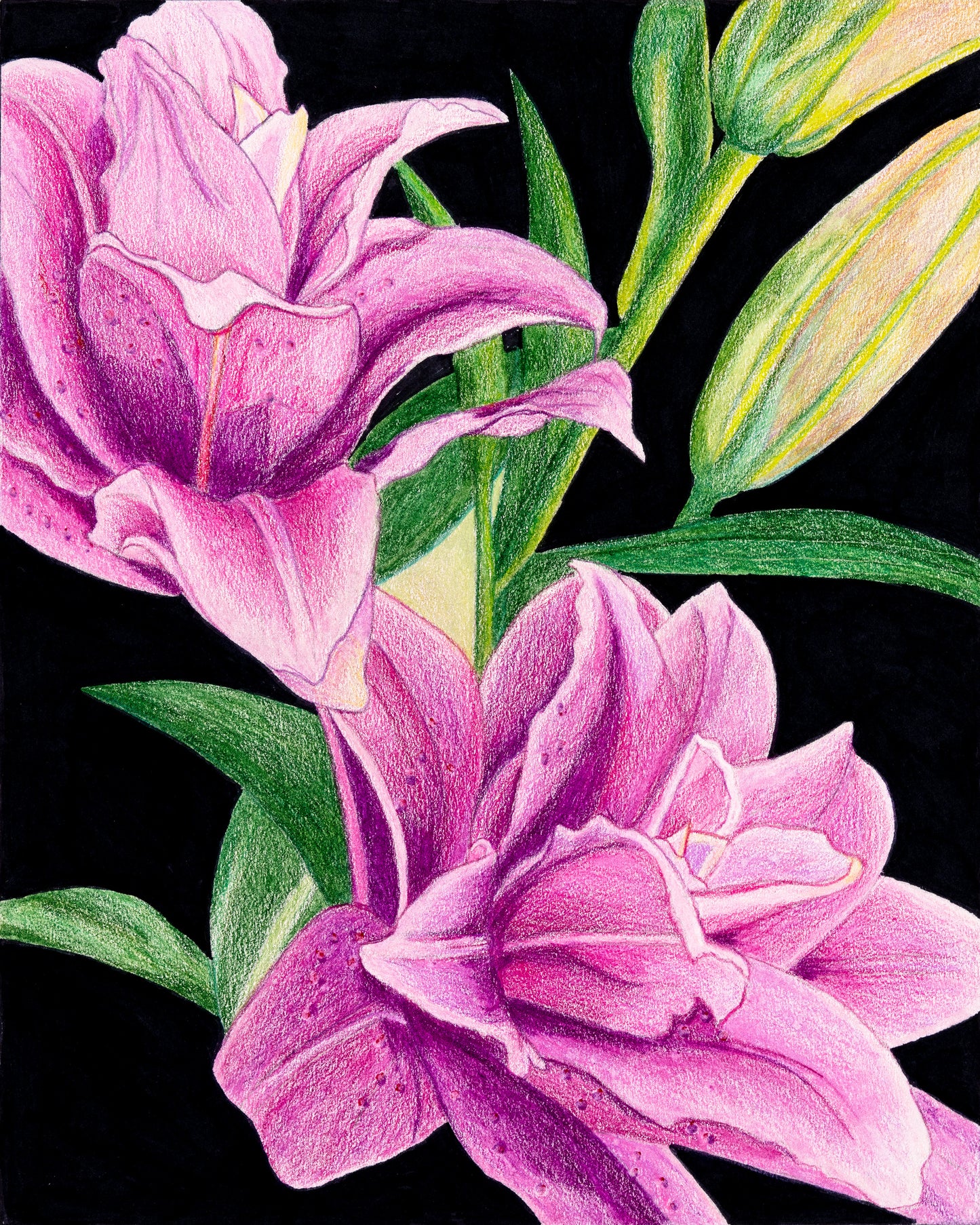 Rose Lilies -- Colored Pencil Fine Art Print