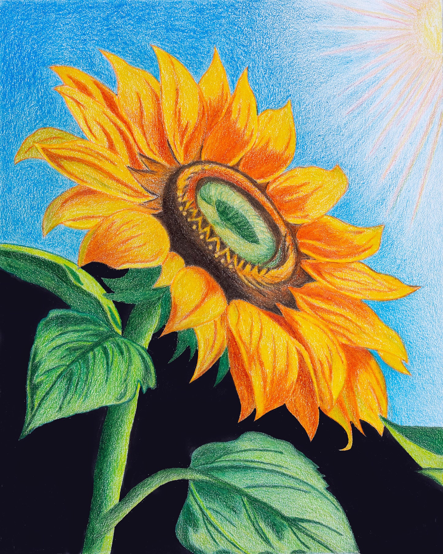 Sunflower - Colored Pencil Fine Art Print