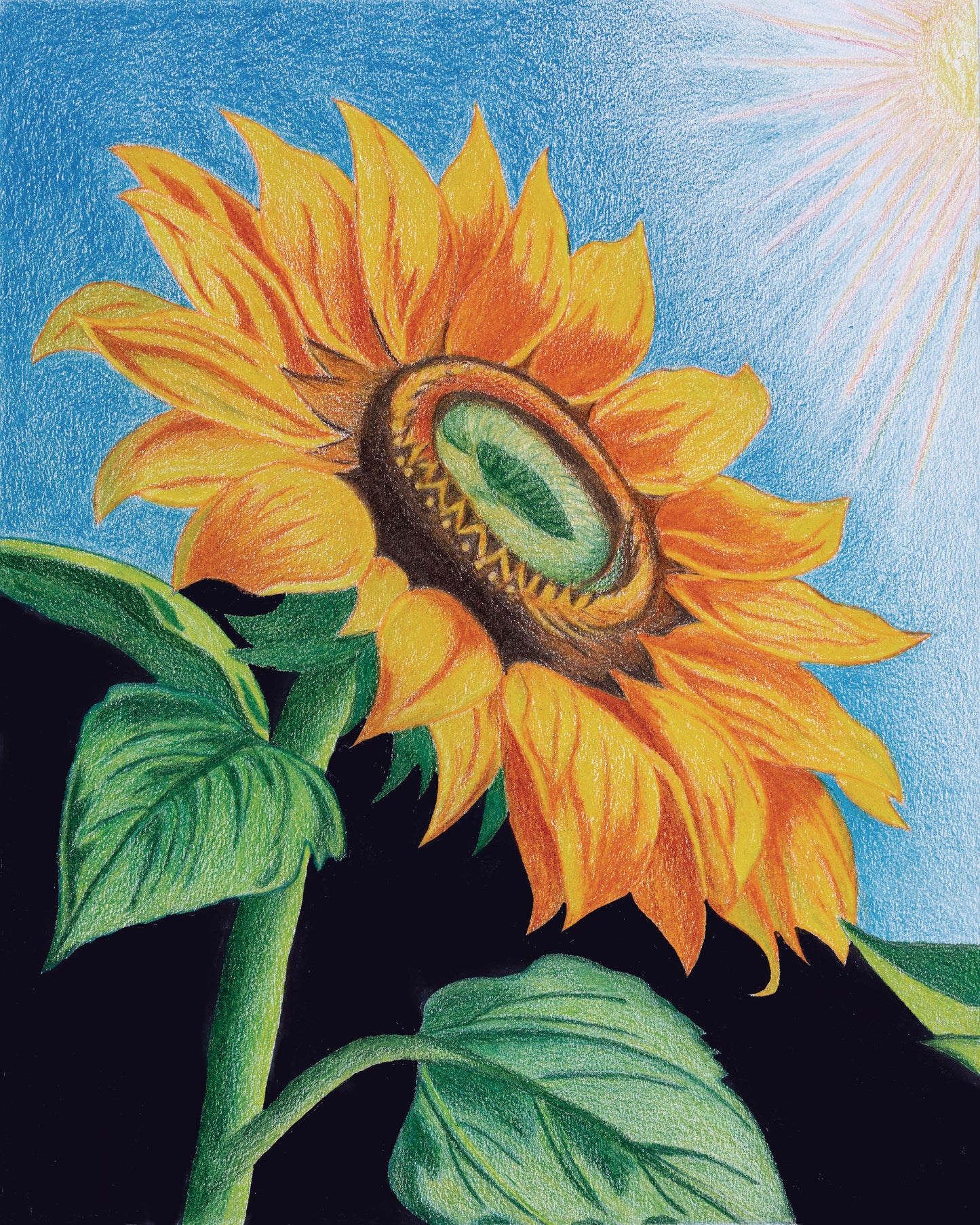 Sunflower -- Colored Pencil Fine Art Print