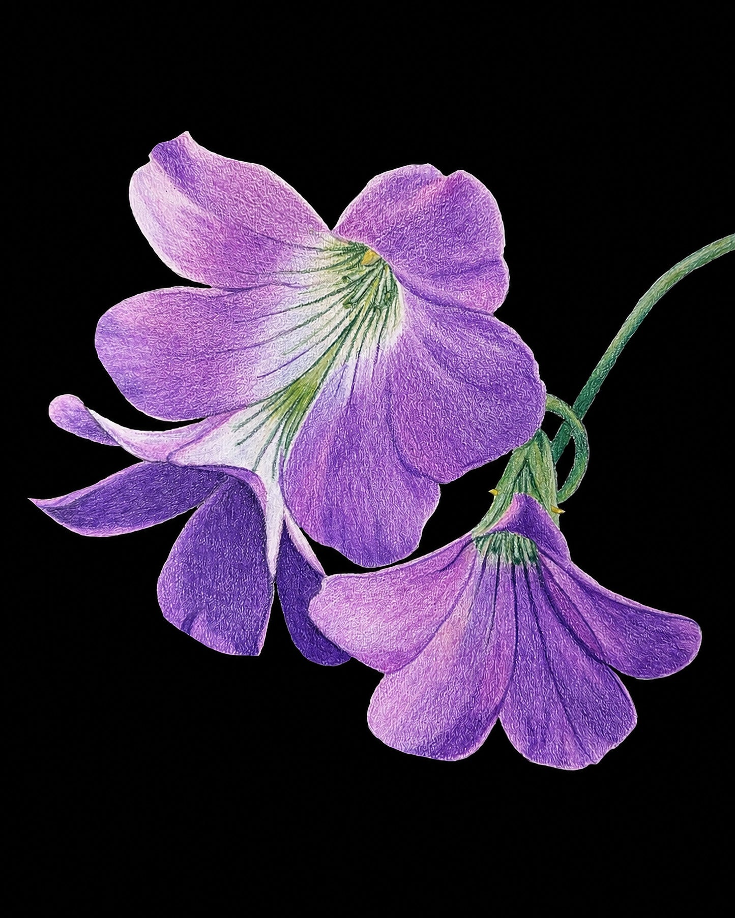 Violet Oxalis-- Colored Pencil Fine Art Print