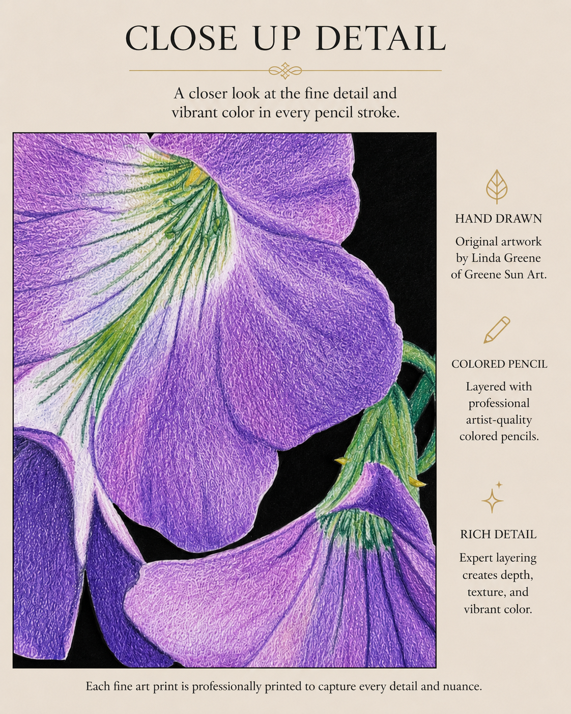 Violet Oxalis - Colored Pencil Fine Art Print