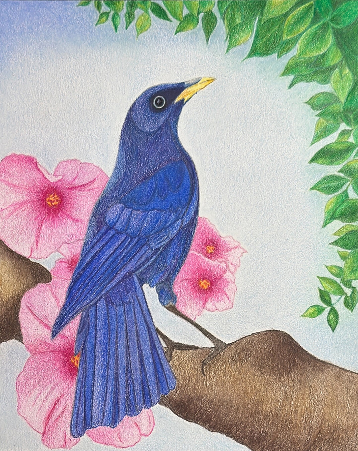 Whistling Thrush - Colored Pencil Fine Art Print