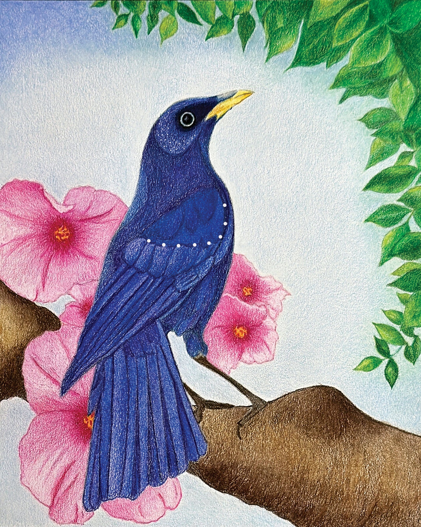 Whistling Thrush - Colored Pencil Fine Art Print