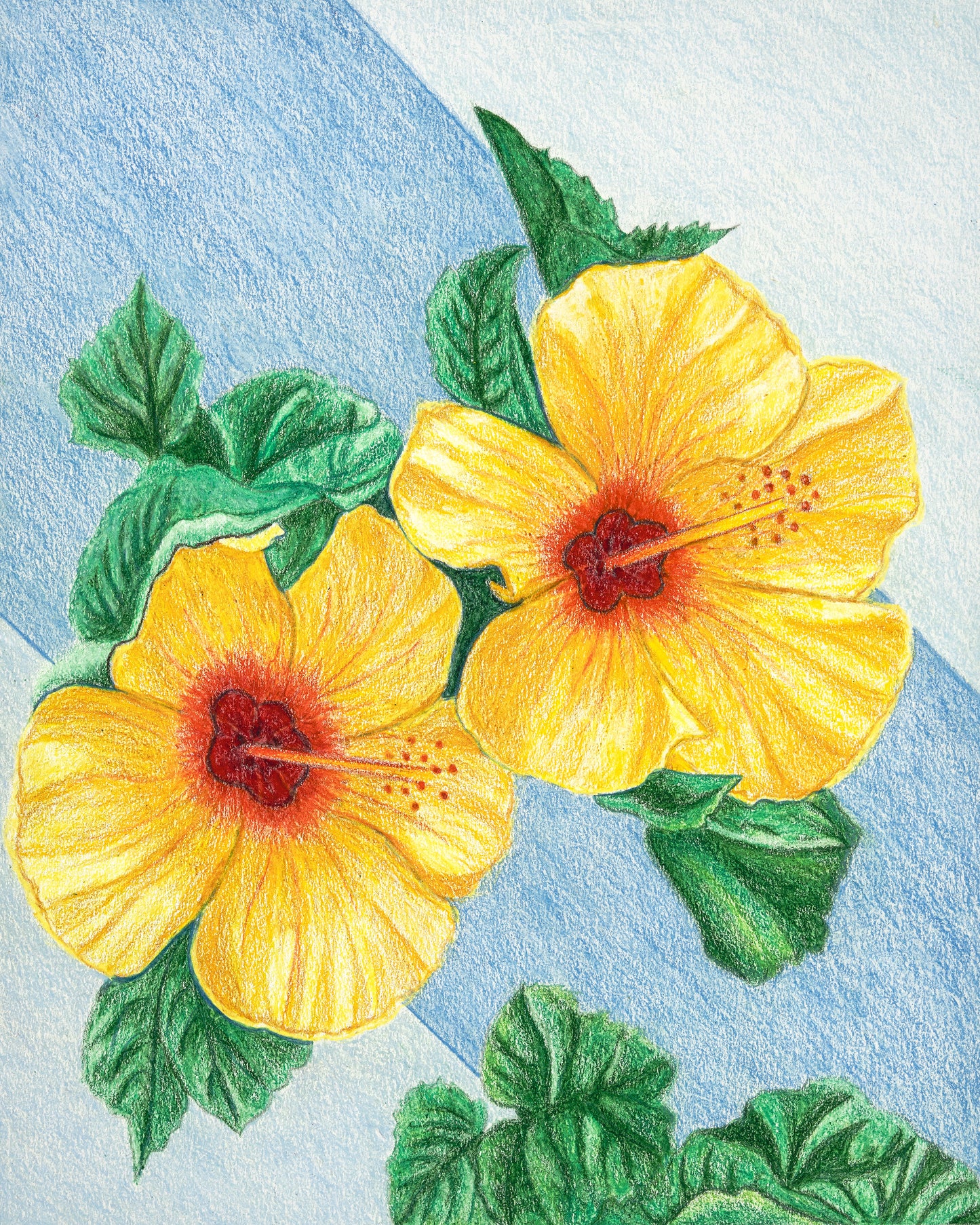 Yellow Hibiscus - Colored Pencil Fine Art Print